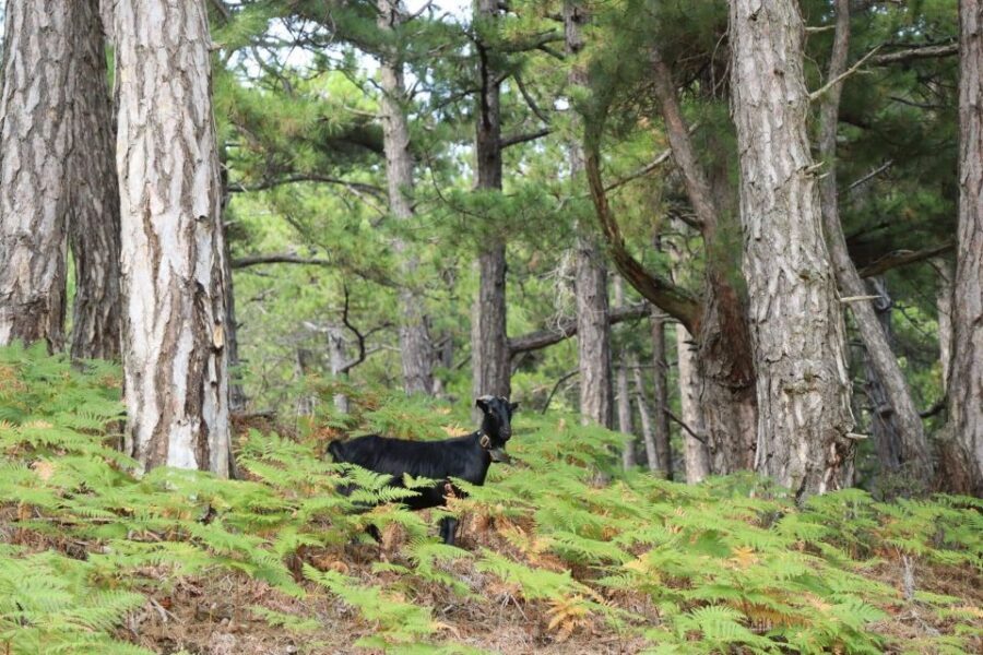 Jeep Safari in Thassos Mountain with picnic fruits & wine - Key things worth planning for