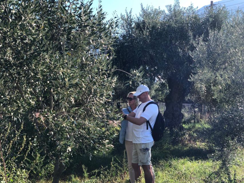 Kalamata, Greece: Organic Olive Grove Tour-Olive oil tasting - What the $147 price buys you