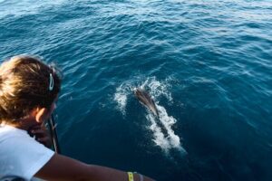 Kamiros Skala: Marine Life Experience - Dolphins at Sea: When the Captain Does the Big Doughnut Routine