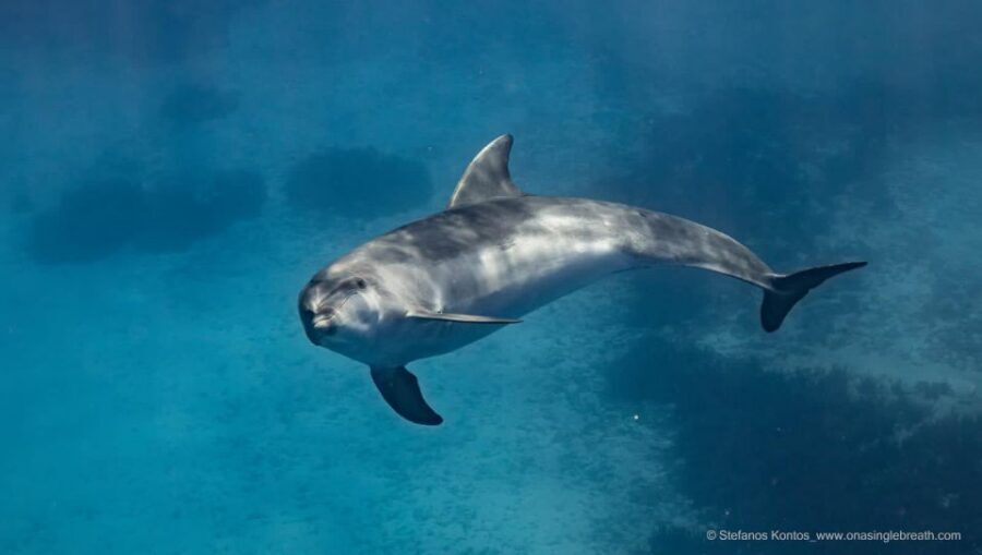 Kamiros Skala : Marine Life Experience & Alimia Island - Price and value: is $176 worth it for dolphins + snorkeling + island time?