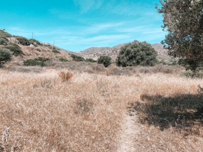 Karpathos: Easy Guided Nature and Culture Hike in Pigadia - Olive trees, abandoned homes, and the rural Karpathos