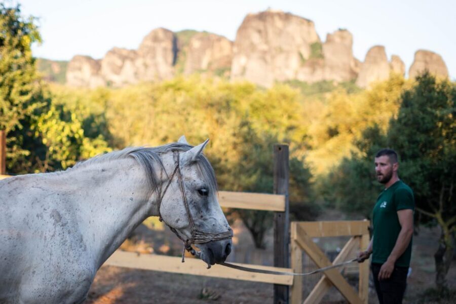 Kastraki: Meteora Sunset Horseback Riding - The Horses: Calm Temperaments and Real-World Confidence