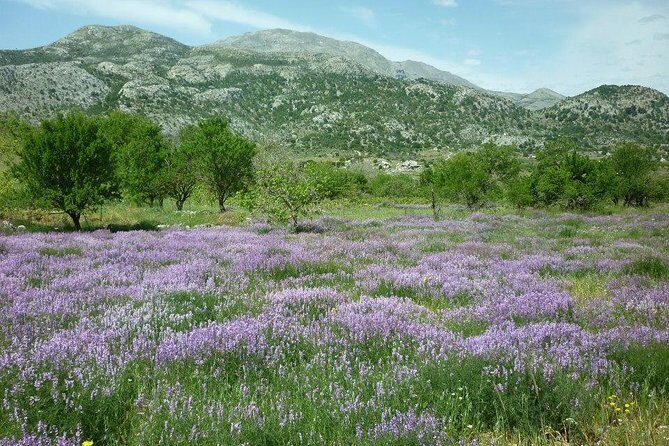 Katharo Route Tour from Agios Nikolaos - Price and value: what you’re really paying for