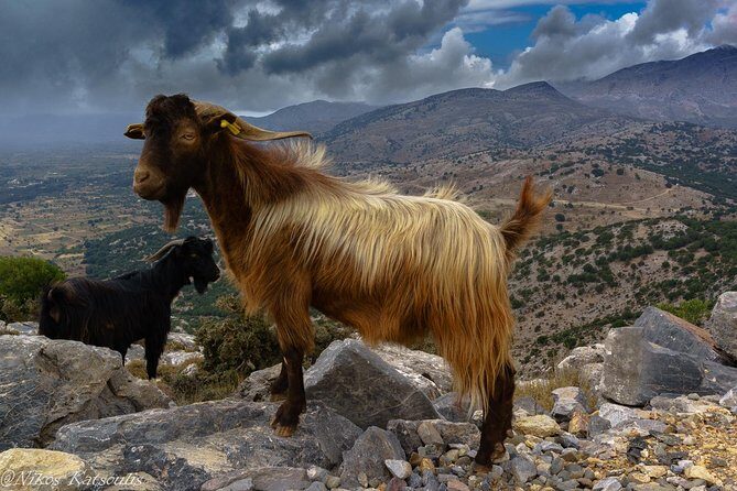 Katharo Route Tour from Agios Nikolaos - Lassithi Plateau views and Dikteon cave: mythology with a reality check