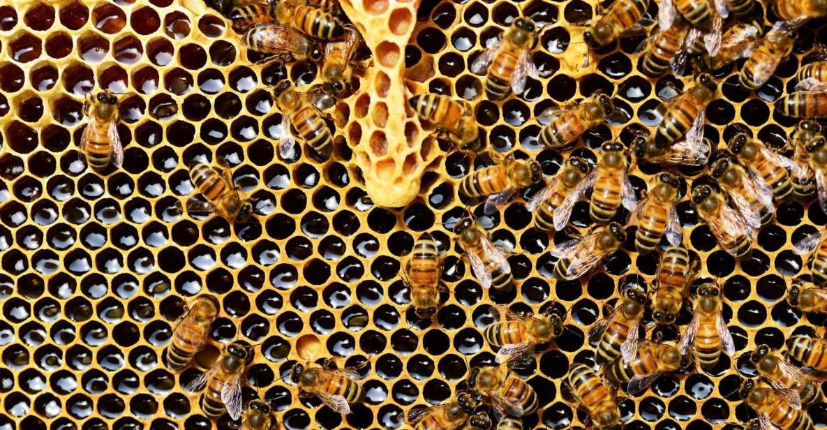 Kefalonia:Private Olive Oil, Honey & Wine Tasting Experience - Key points at a glance