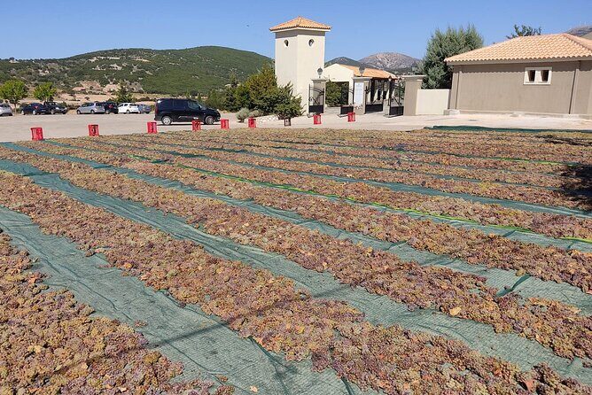 Kefalonia: Private Olive Oil, Honey & Wine Tasting Experience - Who this tour is best for (and who should consider alternatives)