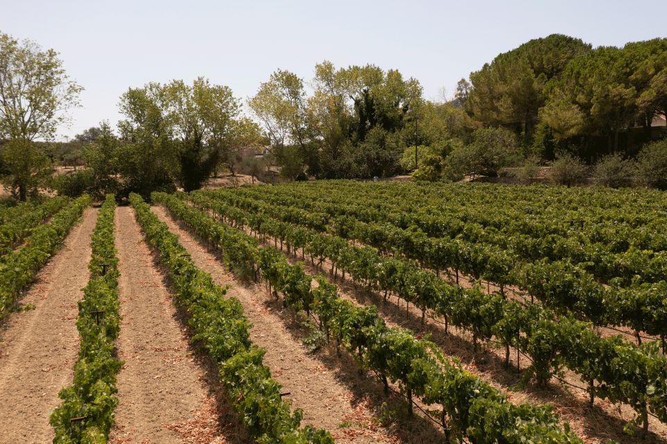 Kefalonia Wine Adventure with 18 Wine Tastings in 3 Wineries - Orealios and the story of Robola