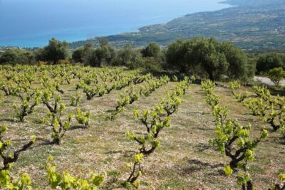 Kefalonia Wine Adventure with 18 Wine Tastings in 3 Wineries - The 6.5-hour route from pickup to return