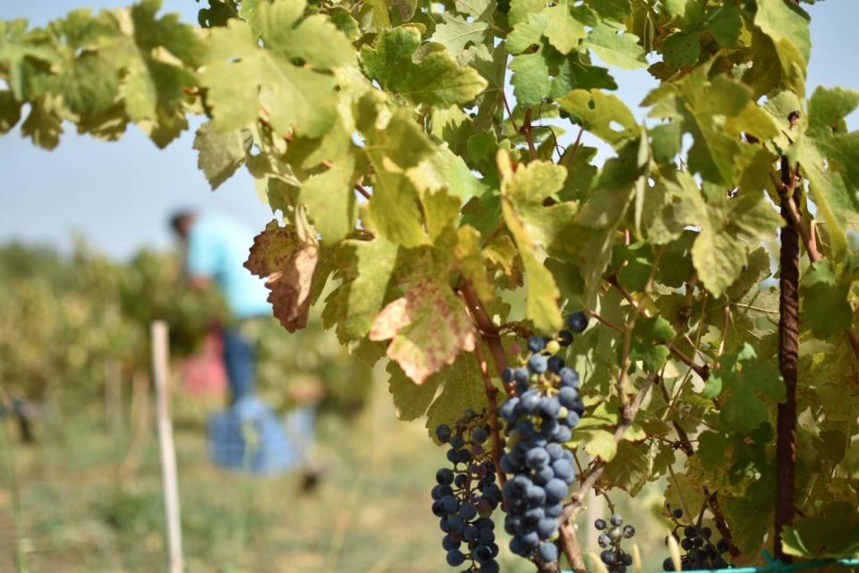 Kefalonia Wine Adventure with 18 Wine Tastings in 3 Wineries - Guides, drivers, and the feel of the group