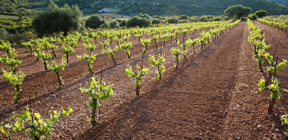 Kefalonia Wine Adventure with 18 Wine Tastings in 3 Wineries - Who will enjoy this wine adventure?