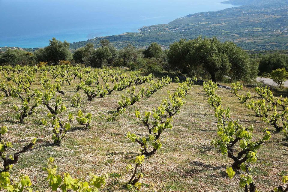 Kefalonia Wine Adventure with 18 Wine Tastings in 3 Wineries - Divino Wines and Vinegar joins old and new