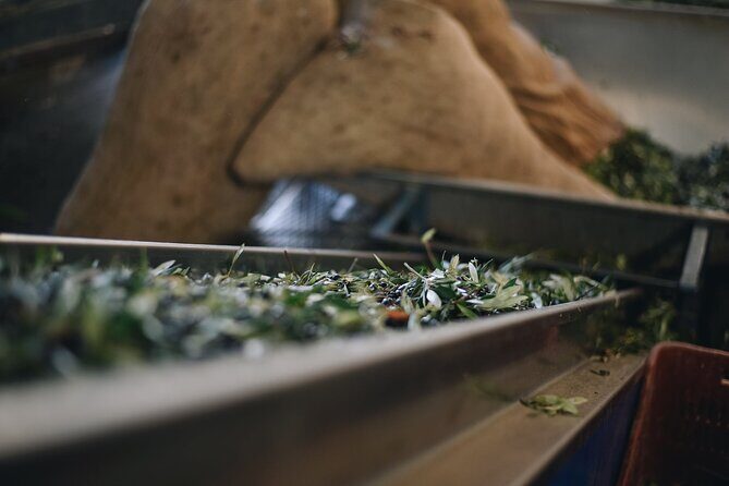 Kleanthi Olive Farm: Guided Tour with Local Delicacies Tasting - Entering Kleanthi: a family welcome and a no-stress pace