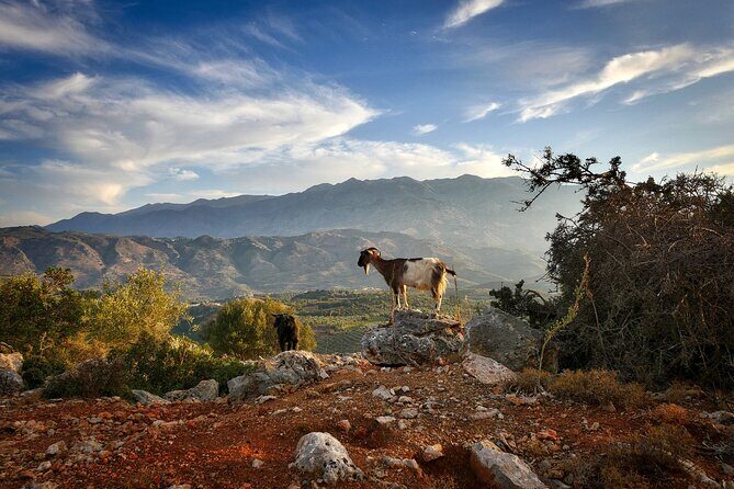Knossos & Lasithi Plateau: Villages, Olive Oil Tour From Elounda - Lunch at a wood-fired tavern with plateau views