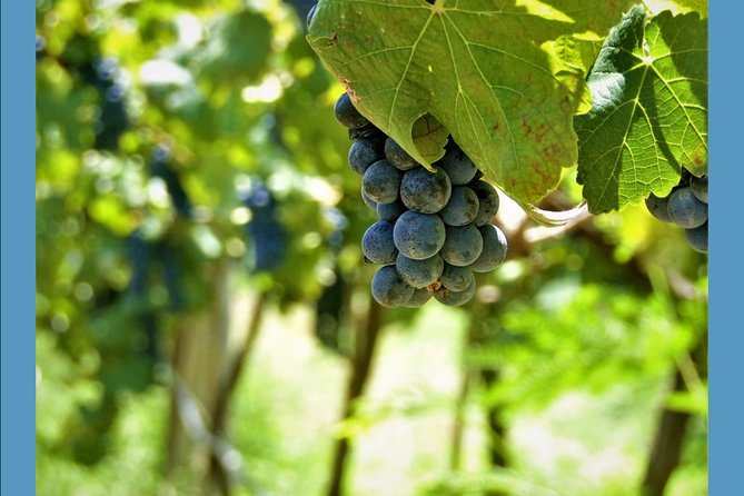 Knossos Wine & More - The real value at $650.91 per group