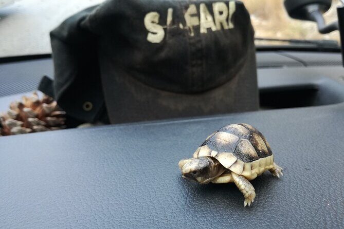 Kos 4x4 Adventure with lunch - Price and Value: What $132.17 Really Buys You