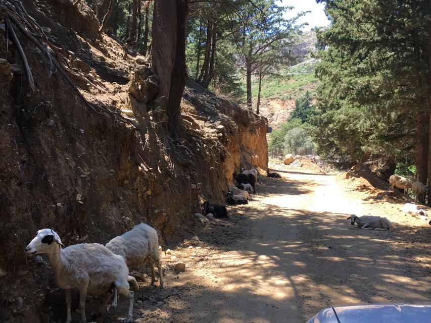 Kos 4x4 Exploration: Panoramic Views, Villages & Flavors - Turtle Lake: quiet time away from the main roads