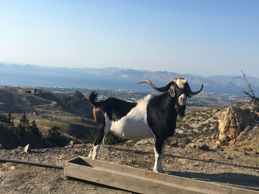 Kos: Full-Day Jeep Safari with Lunch - Key Points Worth Knowing