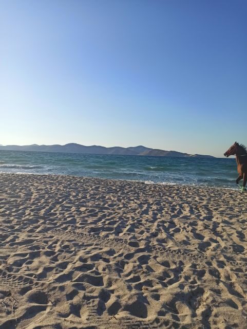 Kos: Horse Riding Experience on the Beach with Instructor - Quick Hits: Why This Beach Ride Gets So Much Love