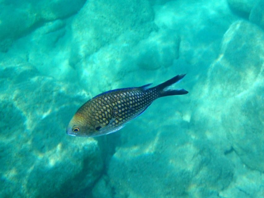 Kos: Kefalos Bay Boat Cruise with Fishing, Swimming, & Meal - Stone painting on the beach while lunch gets made