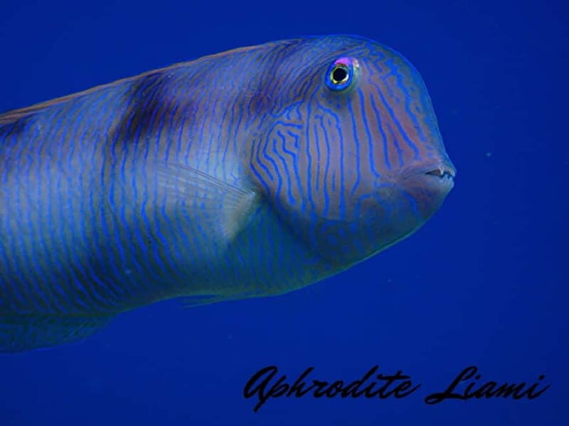 Kos: Try Scuba Diving with a diving boat - Marine life and photos: keeping expectations realistic