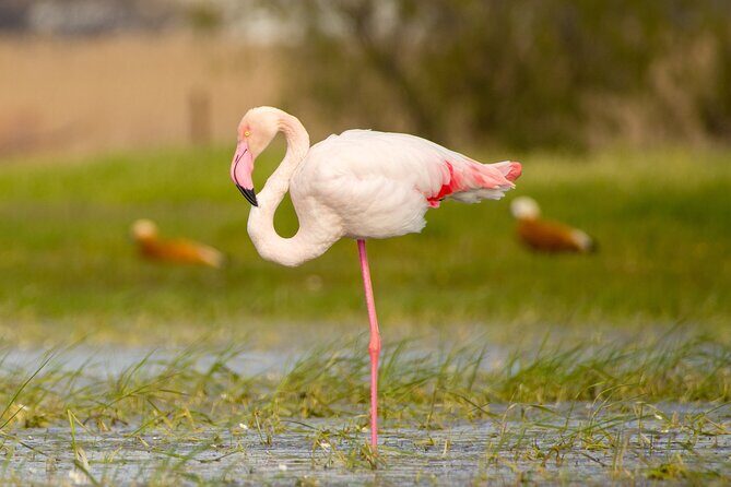 Kos Wildlife Walks: birdwatching and animal photography - Key things you’ll notice on this Kos wildlife walk