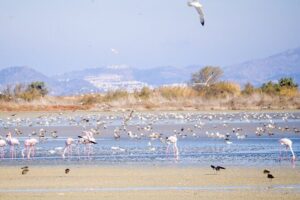 Kos Wildlife Walks: birdwatching and animal photography - Price and logistics: what you’re paying for (and what you’re not)