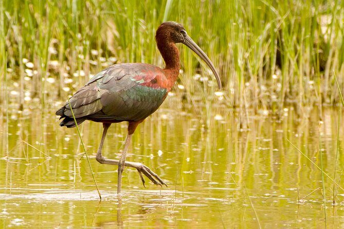 Kos Wildlife Walks: birdwatching and animal photography - Stop 1: Alikes Salt Lakes / Tigaki—birds, reptiles, and photo positioning