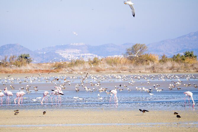 Kos Wildlife Walks: birdwatching and animal photography - Price and logistics: what you’re paying for (and what you’re not)