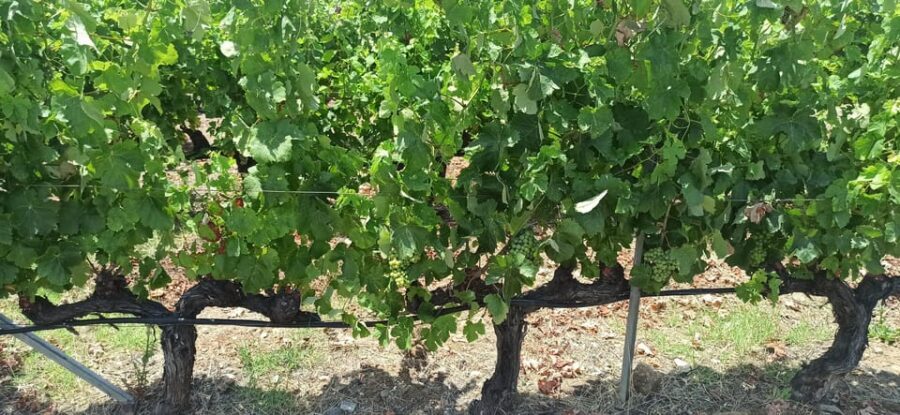 Kos: Wineries Tour w/ Wine Tastings & Transportation - Vineyards, Views, and the Pace of a 3-Hour Day