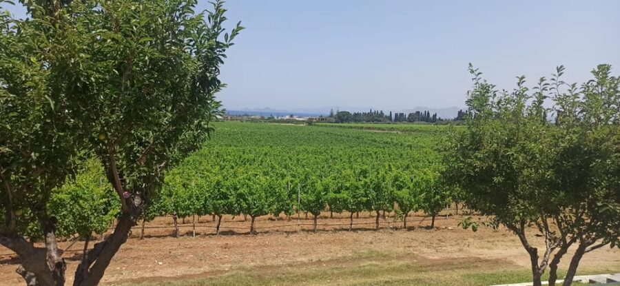 Kos: Wineries Tour w/ Wine Tastings & Transportation - Who This Tour Suits Best (and Who Might Skip It)