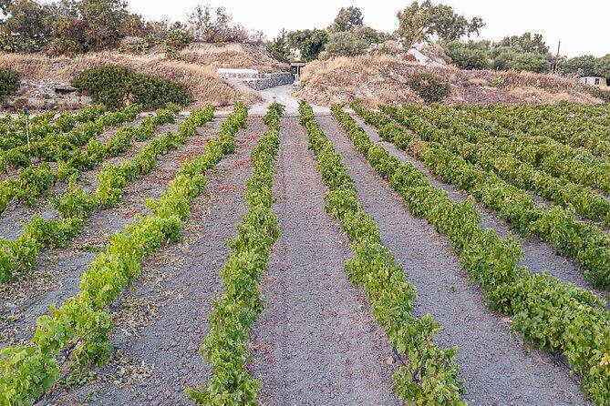Kostantakis Winery - Milos Island Tour & Wine Tasting Experience - Where it fits best in your Milos day