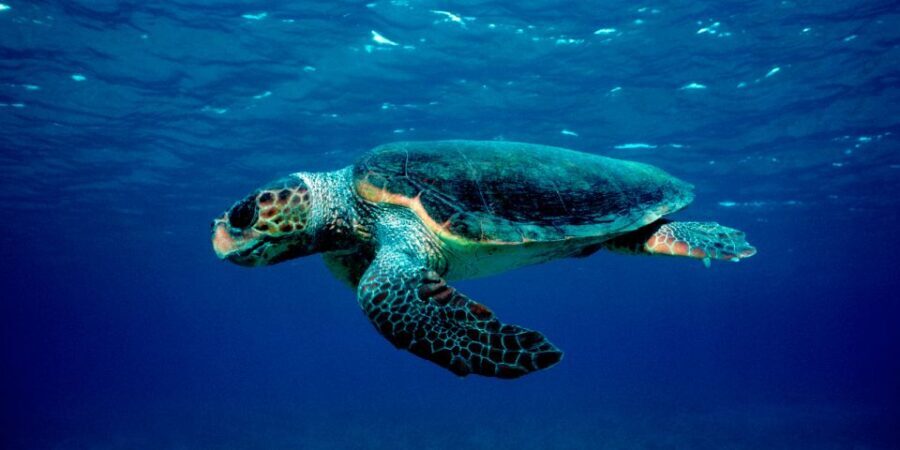 Laganas Zakynthos: Marathonissi, Keri Caves and Turtles Spot - Key highlights you should care about