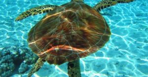Laganas Zakynthos: Marathonissi, Keri Caves and Turtles Spot - The 3-hour rhythm: what the day feels like on the water