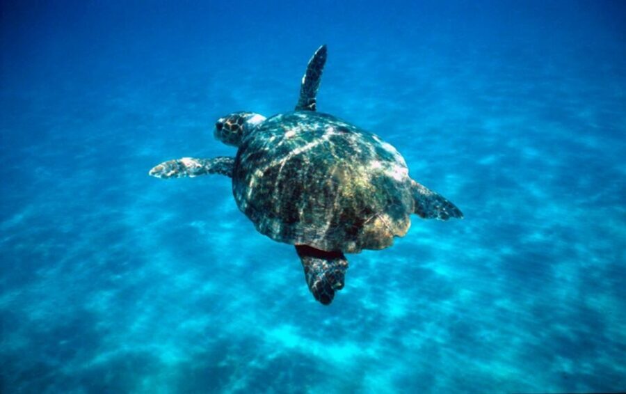 Laganas Zakynthos: Marathonissi, Keri Caves and Turtles Spot - Spotting loggerhead turtles from the glass floor
