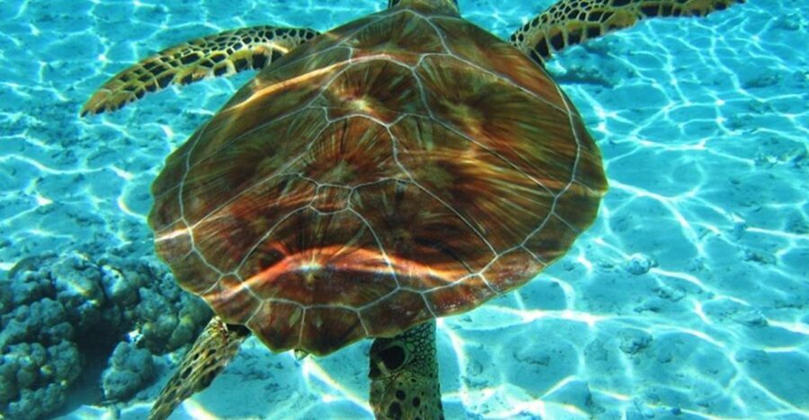 Laganas Zakynthos: Marathonissi, Keri Caves and Turtles Spot - The 3-hour rhythm: what the day feels like on the water