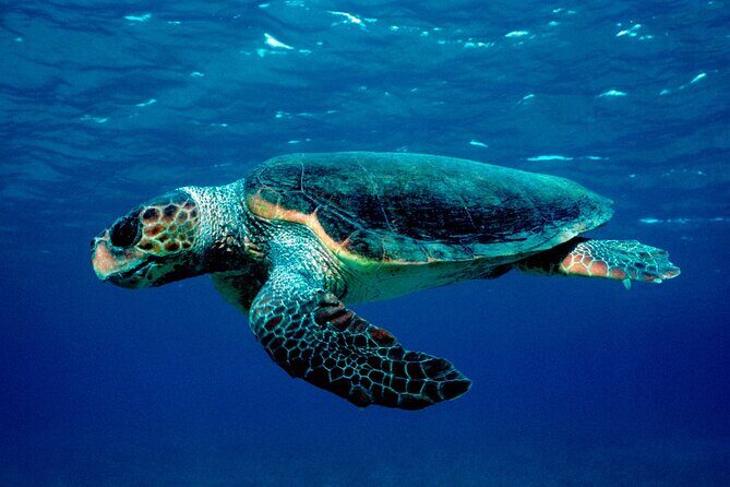Laganas Zakynthos: Marathonissi, Keri Caves and Turtles Spotting - Meeting Point in Laganas and How the Tour Starts