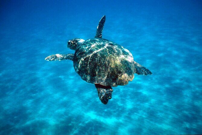 Laganas Zakynthos: Marathonissi, Keri Caves and Turtles Spotting - Price and Value: Is $29.92 a Smart Deal?