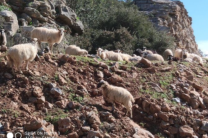 Lasithi –Plateau Traditional Vilages - Lunch, Water, and What You’ll Actually Eat on a Mountain Day
