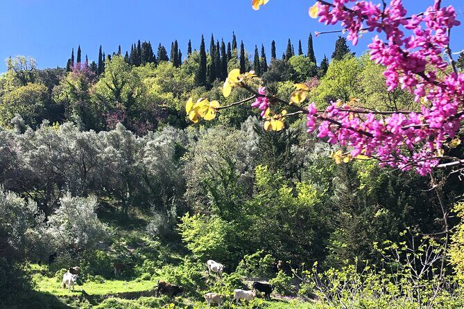 Lefkada: Mountain Gems Electric Fat Bicycle Tour & Tasting - Platistoma, Alexandros, and a Ruined Olive Oil Mill for Serious Photos