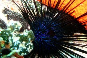 Lets Go Diving with pickup from hotel - The Briefing + Equipment Practice That Actually Builds Confidence
