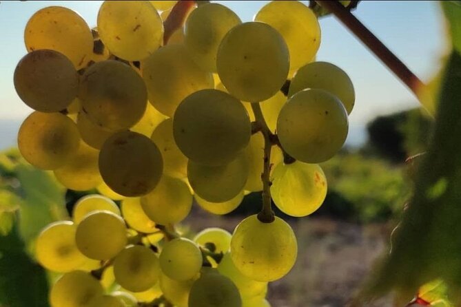 LUXURY PRIVATE Wine Tasting in CRETE (also for CRUISE SHIPS) - Who will enjoy this Cretan wine experience