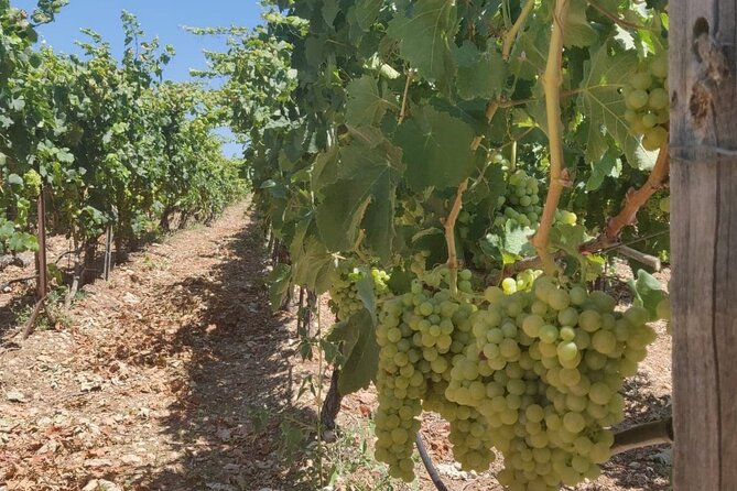 LUXURY PRIVATE Wine Tasting in CRETE (also for CRUISE SHIPS) - Pickup details that can affect your morning