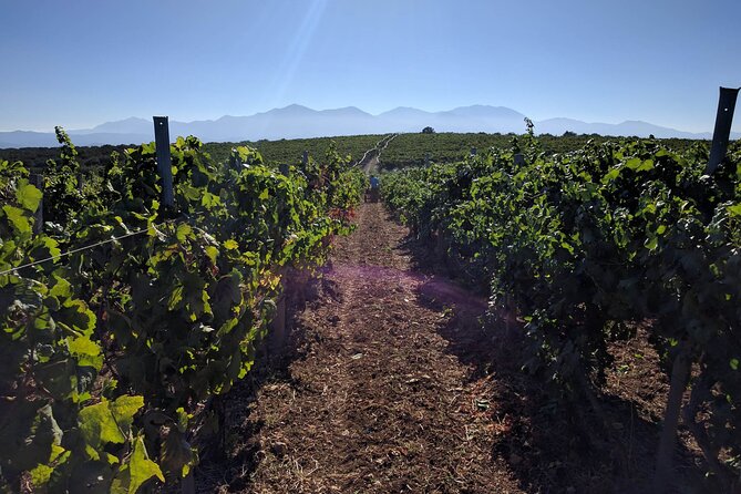 LUXURY PRIVATE Wine Tasting in CRETE (also for CRUISE SHIPS) - Should you book this private vineyard visit?
