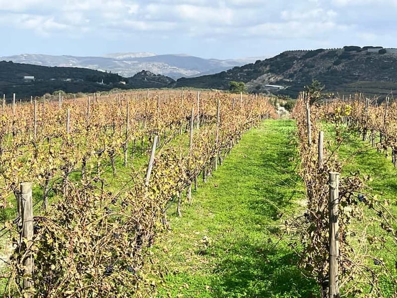 Lyrarakis Winery Official Shuttle Service Tour and Taste - Should you book the Lyrarakis Winery tour?