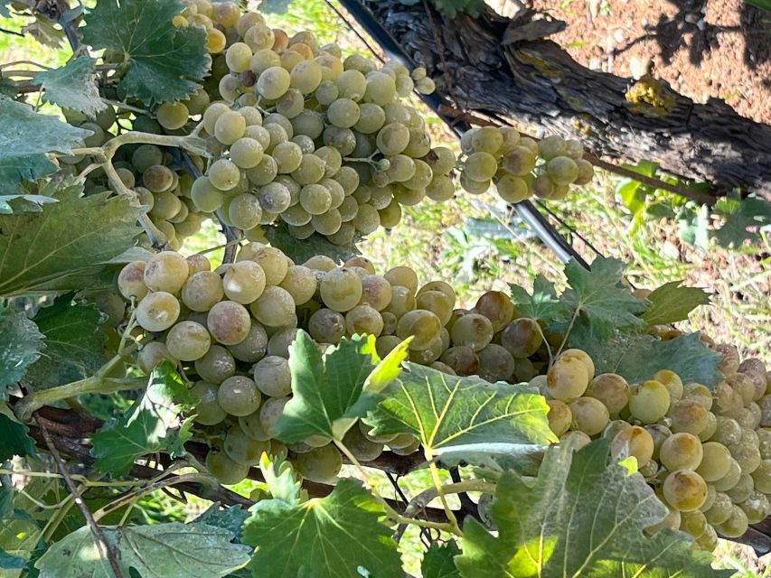 Lyrarakis Winery Official Shuttle Service Tour and Taste - Is $96 a fair price?