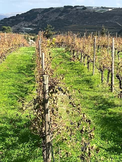 Lyrarakis Winery Official Shuttle Service Tour and Taste - Timing, group size, and practical planning