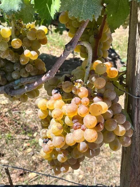 Lyrarakis Winery Official Shuttle Service Tour and Taste - Who will enjoy this winery visit most?