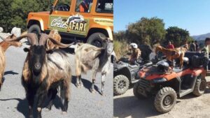 Malia: Off-Road Quad Safari Tour with Lunch and Transfers - Climbing through olive groves: where the adventure starts