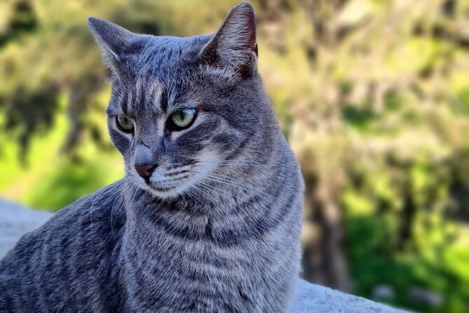 Meet the Cats of Acropolis and Thissio Private Tour - Why this Athens cat walk is different