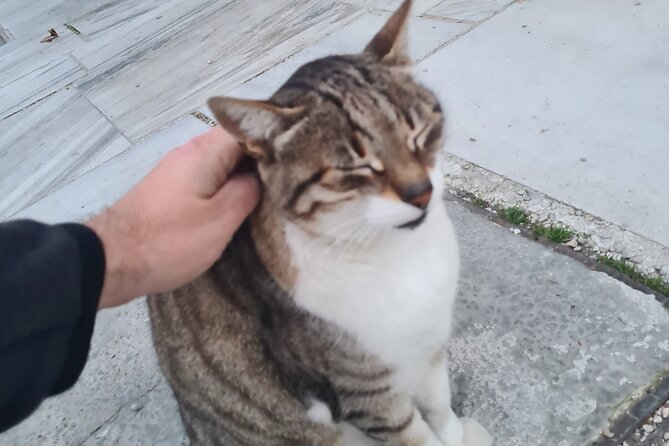 Meet the Cats of Acropolis and Thissio Private Tour - Plaka: narrow lanes and traditional houses